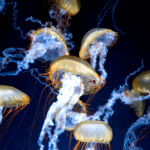 Jellyfis 3 e1631849537182